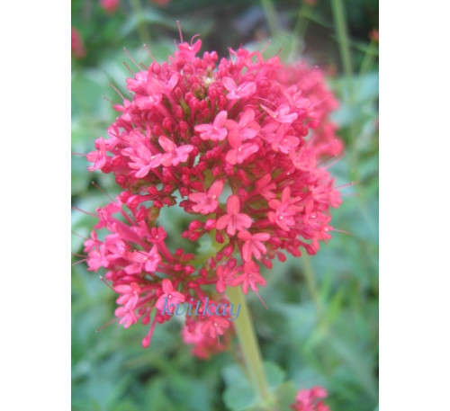 Кентрантус червоний (Сentranthus), Centranthus ruber  Coccineus, Валериана  Coccineus 